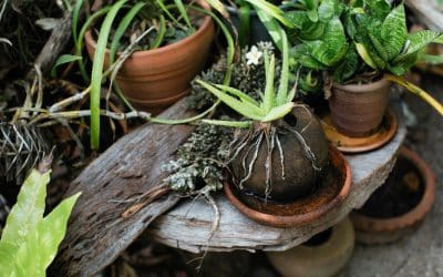 Creating Space for Real Abundance This Summer!