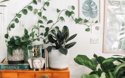 Grow Plants To Manifest Much More!